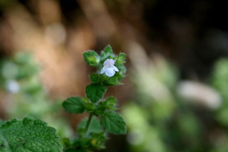 Melissa officinalis L.